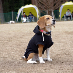 beagle/ビーグル犬/いぬ/LIMIAペット同好会/フォロー大歓迎/ペット/... ビーグルオフ会に参加しました。
楽しかっ…(5枚目)