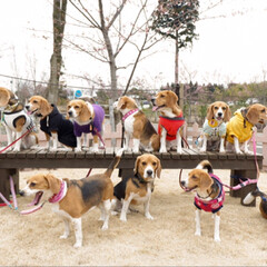 beagle/ビーグル犬/いぬ/LIMIAペット同好会/フォロー大歓迎/ペット/... ビーグルオフ会に参加しました。
楽しかっ…(3枚目)