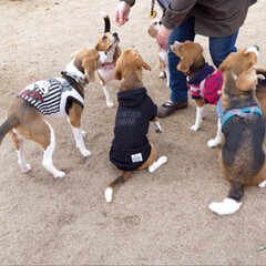 beagle/ビーグル犬/いぬ/LIMIAペット同好会/フォロー大歓迎/ペット/... ビーグルオフ会に参加しました。
楽しかっ…(2枚目)