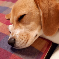 寝顔に癒される/寝顔/ビーグル犬/ビーグル/犬/いぬ/... 寝顔に毎日
癒されてま〜す♪( ´θ｀)(2枚目)