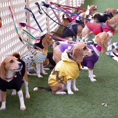 beagle/ビーグル犬/いぬ/LIMIAペット同好会/フォロー大歓迎/ペット/... ビーグルオフ会に参加しました。
楽しかっ…(1枚目)