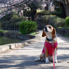 お花見/beagle/ビーグル犬/いぬ/LIMIAペット同好会/LIMIAおでかけ部/... お花見に行きました🌸

大きな池の周りを…(2枚目)