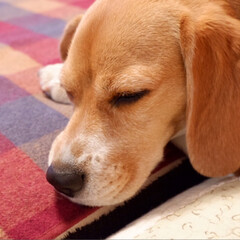 寝顔に癒される/寝顔/ビーグル犬/ビーグル/犬/いぬ/... 寝顔に毎日
癒されてま〜す♪( ´θ｀)(1枚目)