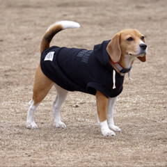 beagle/ビーグル犬/いぬ/LIMIAペット同好会/フォロー大歓迎/ペット/... ビーグルオフ会に参加しました。
楽しかっ…(4枚目)