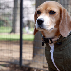 代々木公園/犬/いぬ/ビーグル犬/ビーグル/春のフォト投稿キャンペーン/... 代々木公園の
ドックランへ行きました。
…(1枚目)