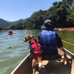 EZYDOG(イージードッグ) 犬用・ドック・ペット用フローティングジャケット DFDスタンダード Sサイズ レッド(リード)を使ったクチコミ「初めてカヌーに
乗りました🛶

しぇりー…」(2枚目)