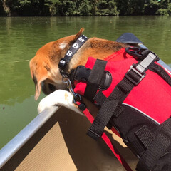 EZYDOG(イージードッグ) 犬用・ドック・ペット用フローティングジャケット DFDスタンダード Sサイズ レッド(リード)を使ったクチコミ「初めてカヌーに
乗りました🛶

しぇりー…」(4枚目)
