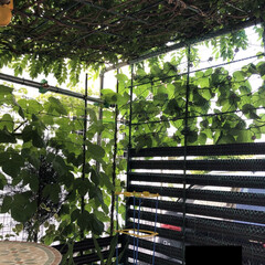 琉球朝顔/オーシャンブルー/グリーンカーテン グリーンカーテン

自宅の庭はオープン外…(2枚目)