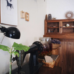 ウンベラータ/賃貸/木の家/新芽/観葉植物のある暮らし/DIY/... 昨年、挿し木にした
ウンベラータさん🌱🌱…(1枚目)