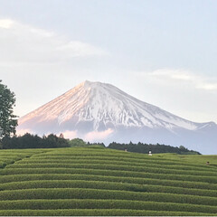 富士山と茶畑/富士山/大渕笹場/茶畑/春のフォト投稿キャンペーン/ありがとう平成/... 今日のおでかけのシメは、富士山🗻と茶畑🌱…