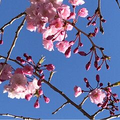 枝垂れ桜/春/職場/風景/春の一枚 職場ほ枝垂れ桜も咲き始めました🌸(2枚目)