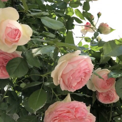 庭/にわ/ピエールドゥロンサール/ばらが咲いた/薔薇が好き/ばら/... ピエールドゥロンサール🌹沢山咲いてくれま…(2枚目)