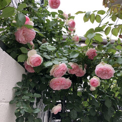 庭/にわ/ピエールドゥロンサール/ばらが咲いた/薔薇が好き/ばら/... ピエールドゥロンサール🌹沢山咲いてくれま…(1枚目)