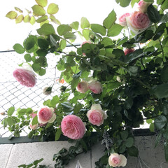 庭/にわ/ピエールドゥロンサール/ばらが咲いた/薔薇が好き/ばら/... ピエールドゥロンサール🌹沢山咲いてくれま…(4枚目)