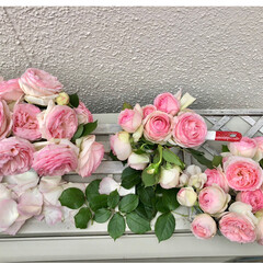 庭/にわ/ピエールドゥロンサール/ばらが咲いた/薔薇が好き/ばら/... ピエールドゥロンサール🌹沢山咲いてくれま…(6枚目)