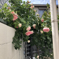 庭/にわ/ピエールドゥロンサール/ばらが咲いた/薔薇が好き/ばら/... ピエールドゥロンサール🌹沢山咲いてくれま…(5枚目)