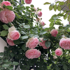 庭/にわ/ピエールドゥロンサール/ばらが咲いた/薔薇が好き/ばら/... ピエールドゥロンサール🌹沢山咲いてくれま…(3枚目)