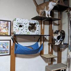 複数猫 キャットタワーをリビングのの壁に作りまし…(1枚目)