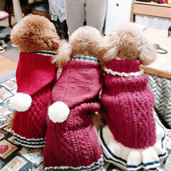 手編み/スカート/パーカー/セーター/わんちゃん/寒さ対策/... 寒くなってきたので、わんちゃんたちも寒さ…(2枚目)