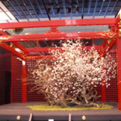 庭/ガーデニング/生花/ナチュラル/装飾/デコラティブ/... 和風の舞台スペースに桜の生花。庭園風の装…(1枚目)