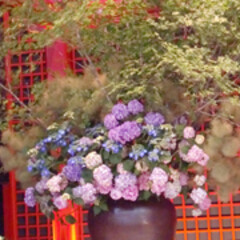 庭/ガーデニング/生花/ナチュラル/装飾/デコラティブ/... 和風の舞台に紫陽花の装飾。壺の生け込み風…(1枚目)