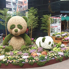 庭/ガーデニング/生花/ナチュラル/装飾/デコラティブ/... 一番人気のお花のパンダ。生花の柔らかな質…(1枚目)