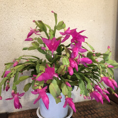濃いピンク色/綺麗な色/癒される/満開間近/花/綺麗/... 切り戻ししたカニシャボが今年も綺麗に花を…(1枚目)
