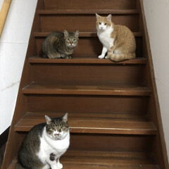 癒される/3匹の猫/家の中で/可愛い/仲良し/猫/... 私の部屋は2階にあるのですが、今日は3匹…(1枚目)