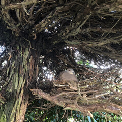 木/鳩の巣/癒し/可愛い/鳩 鳩が庭の木に巣を作りました❣️2羽で卵暖…(1枚目)