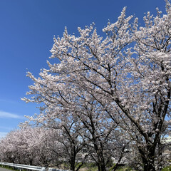 河川敷/堤防/あおぞら/満開/綺麗/桜/... 近くの堤防の桜並木です♪満開の時期は短い…(1枚目)