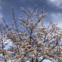 青い/ピンク/青空/ガーデニング/庭/綺麗/... 我が家の桜も満開❣️です☺️
雨上がりの…(1枚目)