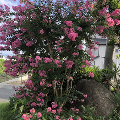 庭木/サルスベリ/ピンク色/癒される/綺麗/花 サルスベリの花が、今年は特に綺麗に咲いて…(1枚目)