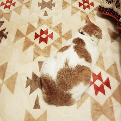 ペット/猫/にゃんこ同好会/住まい 😸カーペットと一体化しとる😄😄😄

おか…(1枚目)