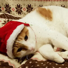 猫がいる暮らし/クリスマスアイテム/きなこ/にゃんこ先生/サンタ猫/ペット/... きなこ😸サンタ🎄🎅🎁✨
意外とおとなしく…(2枚目)