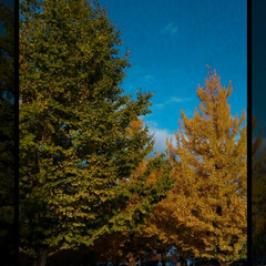 いちょう並木/秋/おでかけ 今日はいい天気で、行楽日和でした。
午前…(2枚目)