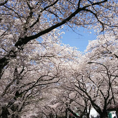 母の日/おでかけ 相模原消防署横の桜並木。市役所通りはもち…(1枚目)