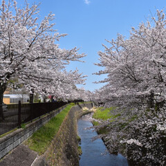 風景/桜 自宅から徒歩2分で見れる桜。静かでゆっく…(1枚目)