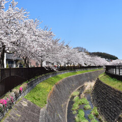 風景/桜 自宅から徒歩2分で見れる桜。静かでゆっく…(2枚目)