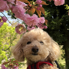 桜/花/犬/ペット 近所の公園の八重桜とご機嫌なジュエル(2枚目)