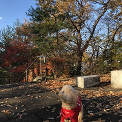 散歩/ペット/犬 朝の散歩。青い空、いい空気、落ち葉の絨毯…(2枚目)