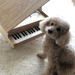 ペット/犬 ピアノに夢中❣️(1枚目)