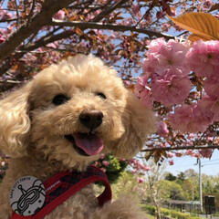 桜/花/犬/ペット 近所の公園の八重桜とご機嫌なジュエル(1枚目)