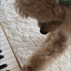 ペット/犬 ピアノに夢中❣️(2枚目)
