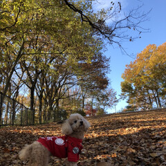 散歩/ペット/犬 朝の散歩。青い空、いい空気、落ち葉の絨毯…(1枚目)