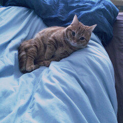 猫に枕にされる/猫に起こされる/猫/マンチカン 右足を枕にされて、布団から出るに出られない(1枚目)