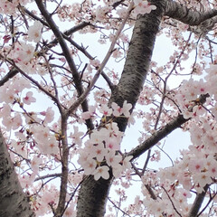 お花見/春/おでかけ/春の一枚 春といえば桜！
綺麗に咲いています😊(2枚目)