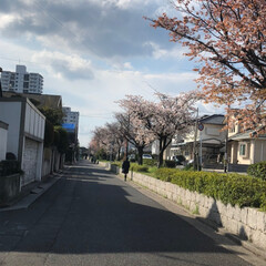 通勤途中/花/桜/春/フォロー大歓迎/風景 通勤途中の桜も咲きました🌸
花には疎くて…(2枚目)