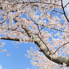 ランチ/満開/さくら/桜 今日はほぼ満開になった近所の桜の名所に、…(1枚目)