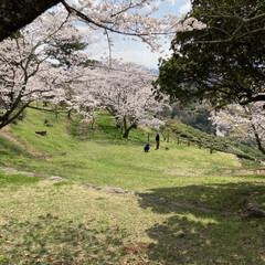 ランチ/満開/さくら/桜 今日はほぼ満開になった近所の桜の名所に、…(2枚目)