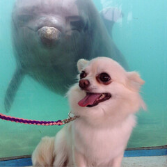 LIMIAペット同好会/ペット/犬/うちの子ベストショット 初めての水族館！
イルカが会いにきてくれ…(3枚目)